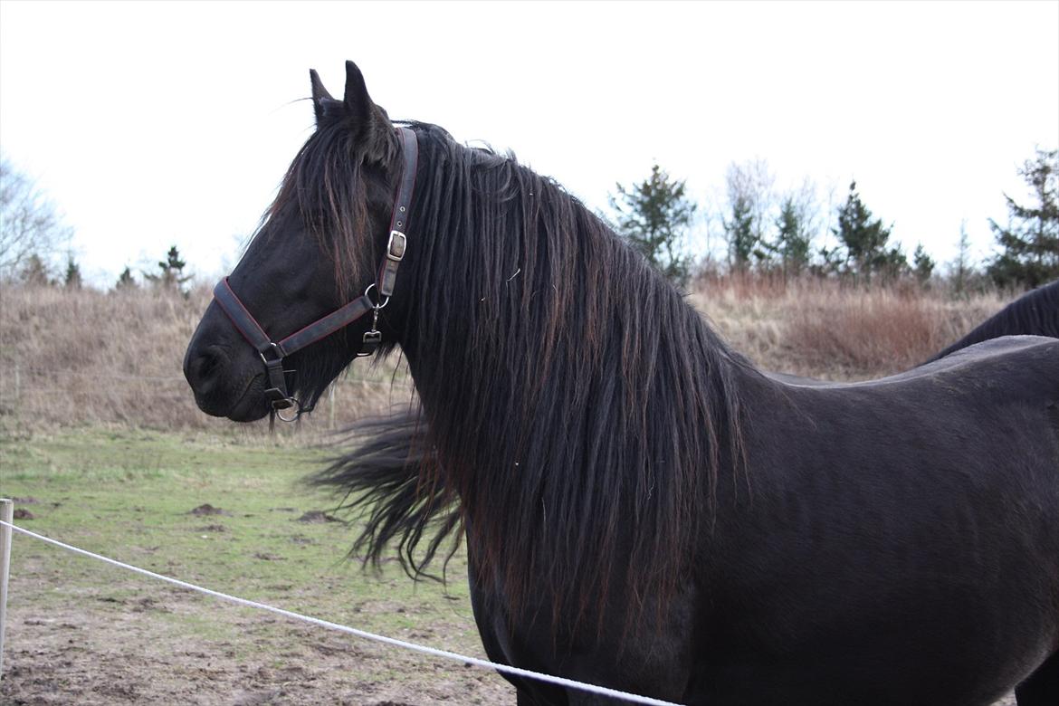 Anden særlig race Amaya #SOLGT# - Januar 2012 billede 3