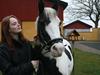 Hollandsk Sportspony Koeike <3*tidligere hest  [Tidl. hest]
