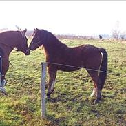 Welsh Pony af Cob-type (sec C) Gribsvads Mango