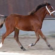 Welsh Pony af Cob-type (sec C) Gribsvads Mango