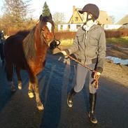 Welsh Pony af Cob-type (sec C) Gribsvads Mango