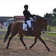 Dansk Varmblod Jestis Liptonice R.I.P.