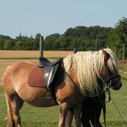 Haflinger Røgtergårdens Laika - SOLGT d. 18.2.13