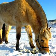 Fjordhest Freya 