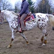 Appaloosa Fleur