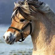 Fjordhest Skovlundegårds Joe Joe (rider 1 dag om ugen)