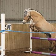 Fjordhest Skovlundegårds Joe Joe (rider 1 dag om ugen)