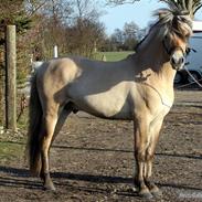 Fjordhest Skovlundegårds Joe Joe (rider 1 dag om ugen)