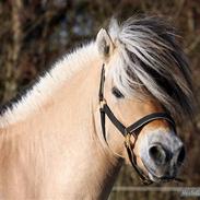 Fjordhest Skovlundegårds Joe Joe (rider 1 dag om ugen)