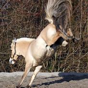 Fjordhest Skovlundegårds Joe Joe (rider 1 dag om ugen)