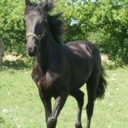 Anden særlig race Oliver