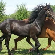 Anden særlig race Oliver