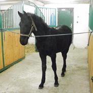 Anden særlig race Oliver