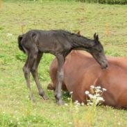 Anden særlig race Oliver