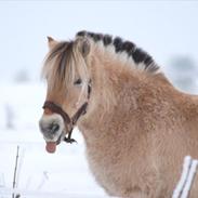 Anden særlig race Legolas aka Klodsen