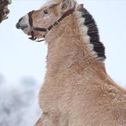 Anden særlig race Legolas aka Klodsen