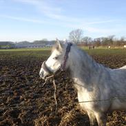 Anden særlig race Askepot