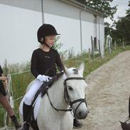 Anden særlig race Askepot