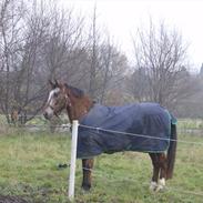 Appaloosa Gina