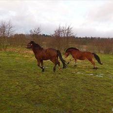 Welsh Pony af Cob-type (sec C) Gribsvads Mango