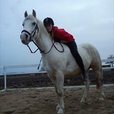 Anden særlig race • William