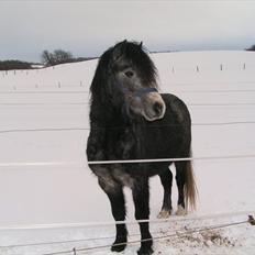 Welsh Mountain (sec A) Midnights Michelangelo *Mickey* lll