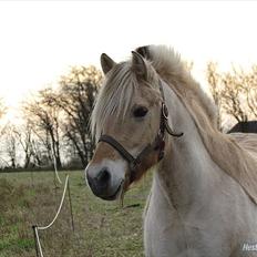 Fjordhest Polly R.I.P 2. Feb 2018