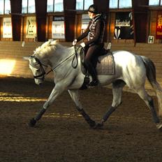 Dansk Varmblod Dørr's Ziggamon Blue