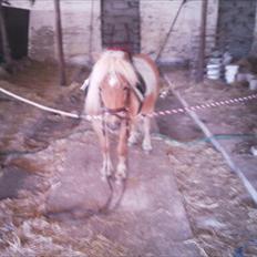 Shetlænder Frederik