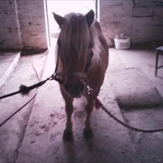 Shetlænder Frederik