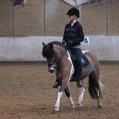 Anden særlig race malaco