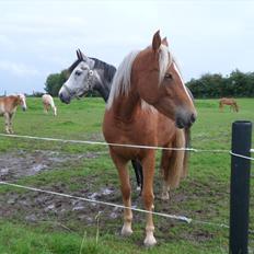 Anden særlig race Solhøjgårds Wafaya