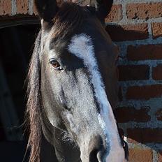 Oldenborg chaumør