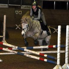 Islænder KRAFSA FRA RAVNEKROGEN |Skadet|