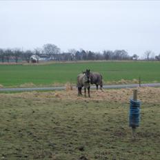 Anden særlig race Lucky - Part R.I.P