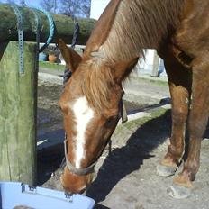 Anden særlig race Hur's Blundy *my soulmate* R.I.P