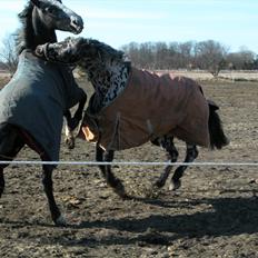 Knabstrupper P.T. Maximus