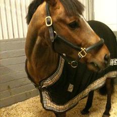 Tysk Sportspony Neon 9