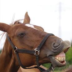 Dansk Varmblod La Rouge H (Røde)