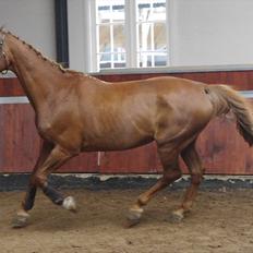 Dansk Varmblod La Rouge H (Røde)