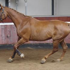 Dansk Varmblod La Rouge H (Røde)