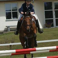 Dansk Varmblod Højvangs Colett