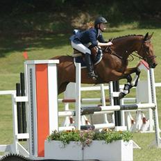 Dansk Varmblod Højvangs Colett