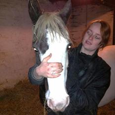 Hollandsk Sportspony Koeike <3*tidligere hest 