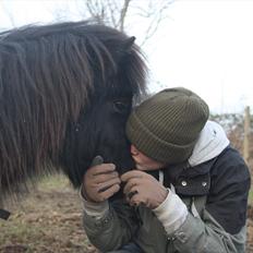 Shetlænder Vadehavets Figero *solgt*