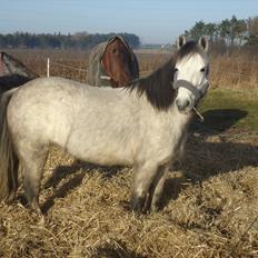 Anden særlig race Askepot
