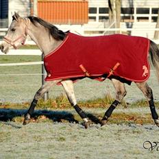 Arabisk fuldblod (OX) Cadar Kamil Mi Corazon