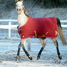 Arabisk fuldblod (OX) Cadar Kamil Mi Corazon