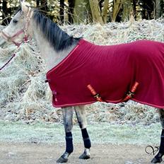 Arabisk fuldblod (OX) Cadar Kamil Mi Corazon