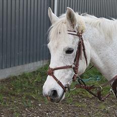 Anden særlig race | Silas <3.